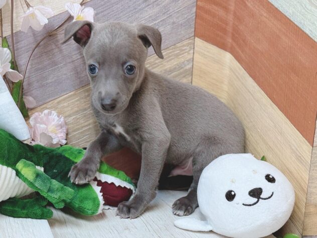 高知県のイタリアングレーハウンド (ワンキャラット アミーゴ高知店/2026年1月28日生まれ/男の子/ブルーフォーン＆ホワイトマーキングス)の子犬の3枚目の画像