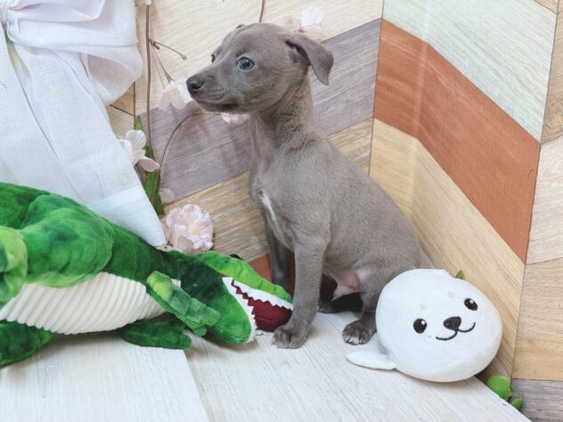 高知県のイタリアングレーハウンド (ワンキャラット アミーゴ高知店/2026年1月28日生まれ/男の子/ブルーフォーン＆ホワイトマーキングス)の子犬の2枚目の画像