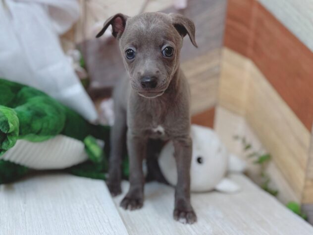 高知県のイタリアングレーハウンド (ワンキャラット アミーゴ高知店/2026年1月28日生まれ/男の子/ブルーフォーン＆ホワイトマーキングス)の子犬の1枚目の画像