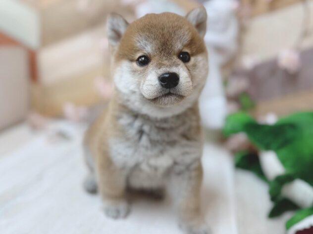 高知県の柴犬(標準サイズ) (ワンキャラット アミーゴ高知店/2026年1月29日生まれ/男の子/赤)の子犬の1枚目の画像