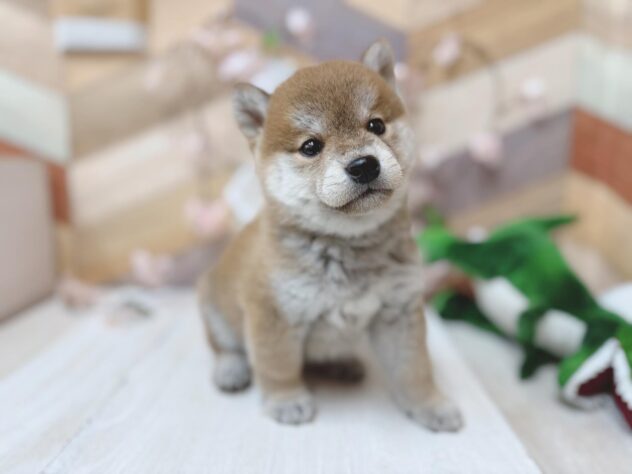 高知県の柴犬(標準サイズ) (ワンキャラット アミーゴ高知店/2026年1月29日生まれ/男の子/赤)の子犬の4枚目の画像