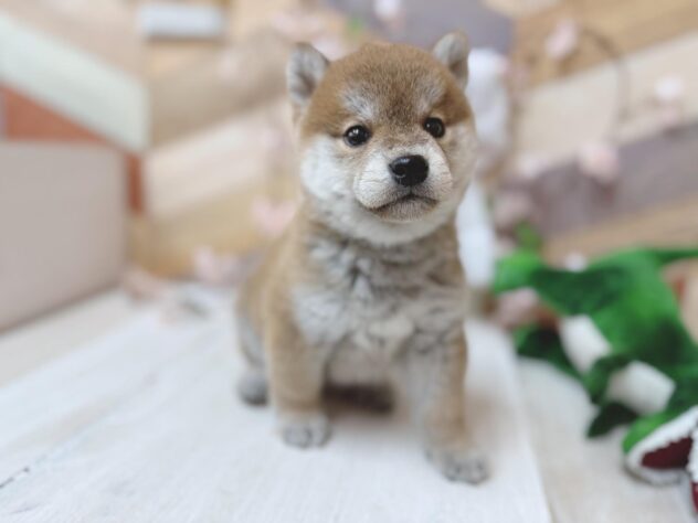 高知県の柴犬(標準サイズ) (ワンキャラット アミーゴ高知店/2026年1月29日生まれ/男の子/赤)の子犬の3枚目の画像