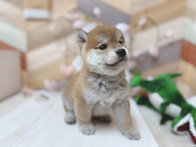 高知県の柴犬(標準サイズ) (ワンキャラット アミーゴ高知店/2026年1月29日生まれ/男の子/赤)の子犬の2枚目の画像