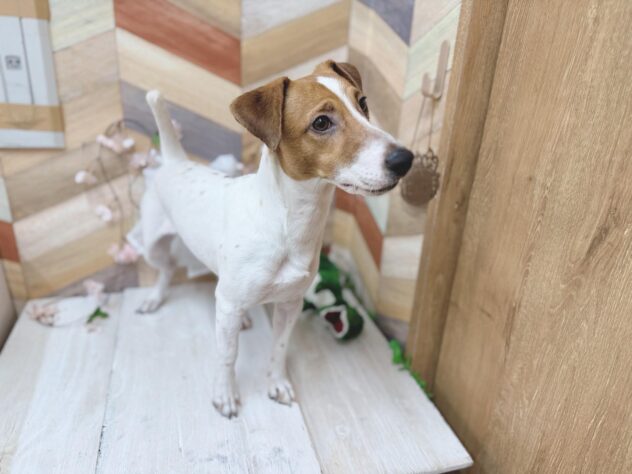 高知県のジャックラッセルテリア (ワンキャラット アミーゴ高知店/2025年5月19日生まれ/男の子/タンホワイト)の子犬の2枚目の画像