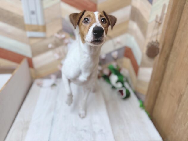 高知県のジャックラッセルテリア (ワンキャラット アミーゴ高知店/2025年5月19日生まれ/男の子/タンホワイト)の子犬の3枚目の画像