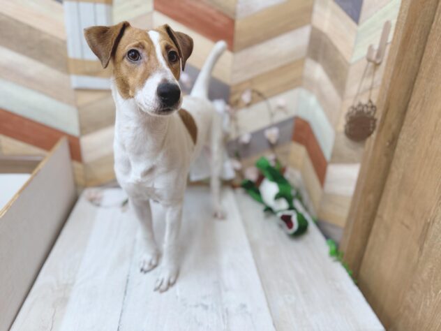 高知県のジャックラッセルテリア (ワンキャラット アミーゴ高知店/2025年5月19日生まれ/男の子/タンホワイト)の子犬の4枚目の画像