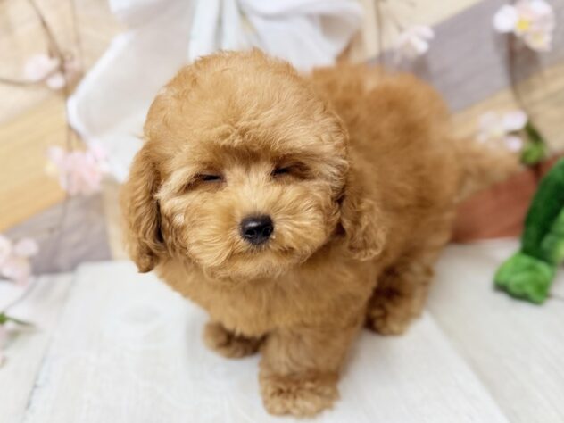 高知県のトイプードル(トイ) (ワンキャラット アミーゴ高知店/2026年1月9日生まれ/男の子/オレンジフォーン)の子犬の4枚目の画像