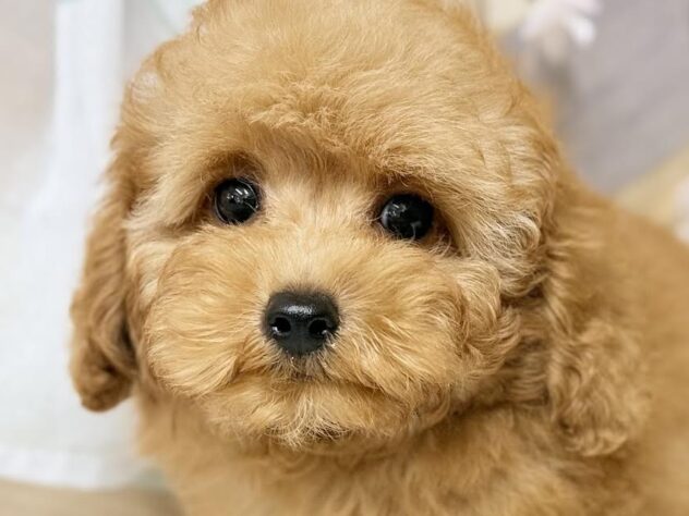 高知県のトイプードル(トイ) (ワンキャラット アミーゴ高知店/2026年1月9日生まれ/男の子/オレンジフォーン)の子犬の1枚目の画像