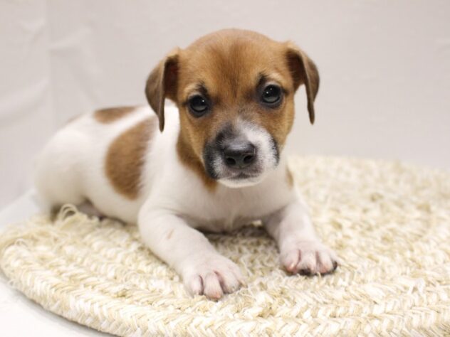 大阪府のジャックラッセルテリア (ペット・プラザ アミーゴ箕面店/2026年1月3日生まれ/男の子/ホワイトタン)の子犬の1枚目の画像