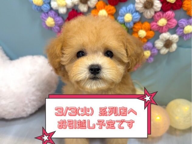 兵庫県のトイプードル(トイ) (ワンキャラット アミーゴ姫路飾磨店/2025年11月26日生まれ/女の子/オレンジフォーン)の子犬の1枚目の画像