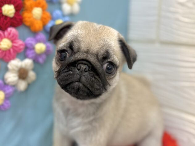 2026年1月8日生まれのパグ