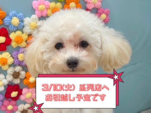 兵庫県のトイプードル(トイ) (ワンキャラット アミーゴ姫路飾磨店/2025年7月7日生まれ/男の子/ペールフォーン)の子犬の1枚目の画像