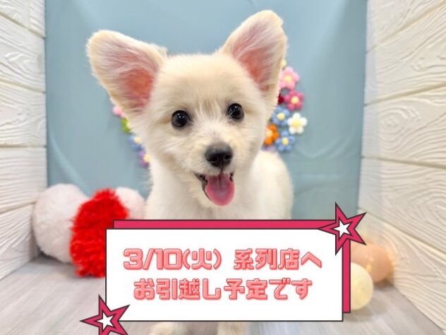 兵庫県のポメプー(ポメラニアン×プードル) (ワンキャラット アミーゴ姫路飾磨店/2025年10月24日生まれ/男の子/クリーム)の子犬の1枚目の画像
