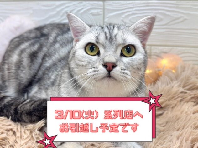 兵庫県のスコティッシュフォールド (ワンキャラット アミーゴ姫路飾磨店/2025年3月13日生まれ/女の子/シルバーパッチドタビー)の子猫の1枚目の画像