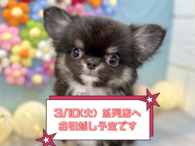 兵庫県のチワワ(ロング) (ワンキャラット アミーゴ姫路飾磨店/2025年11月26日生まれ/男の子/ブラッククリームホワイト)の子犬の1枚目の画像