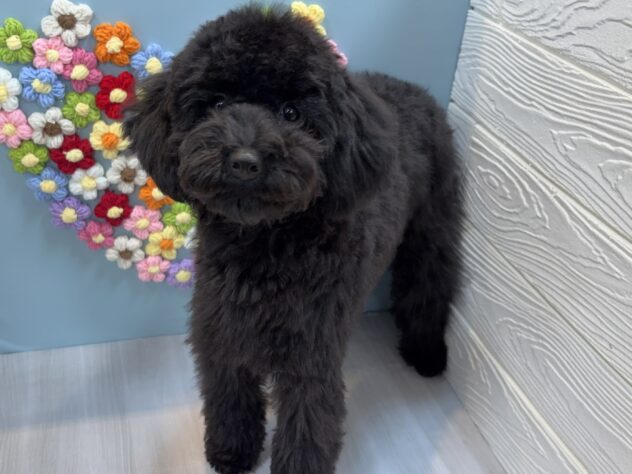 兵庫県のトイプードル(トイ) (ワンキャラット アミーゴ姫路飾磨店/2025年7月28日生まれ/女の子/ブラック)の子犬の2枚目の画像