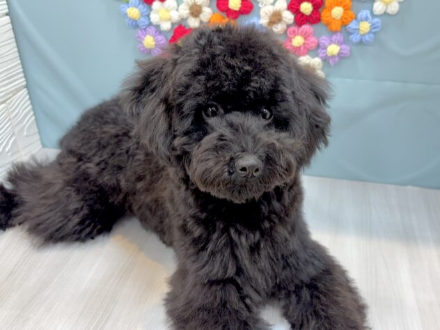 兵庫県のトイプードル(トイ) (ワンキャラット アミーゴ姫路飾磨店/2025年7月28日生まれ/女の子/ブラック)の子犬の3枚目の画像