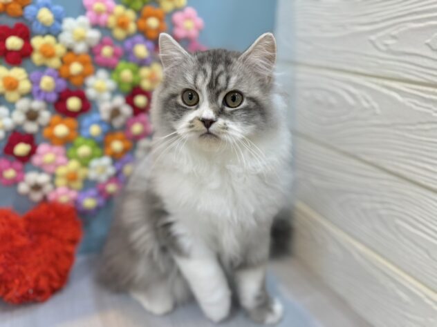 兵庫県のスコティッシュフォールド (ワンキャラット アミーゴ姫路飾磨店/2025年10月29日生まれ/男の子/ブルータビーホワイト)の子猫の2枚目の画像