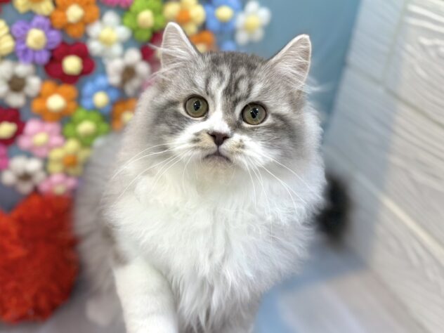 兵庫県のスコティッシュフォールド (ワンキャラット アミーゴ姫路飾磨店/2025年10月29日生まれ/男の子/ブルータビーホワイト)の子猫の1枚目の画像