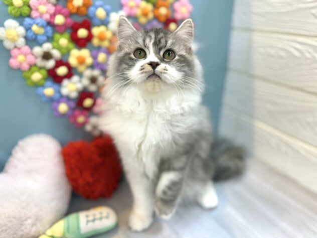 兵庫県のスコティッシュフォールド (ワンキャラット アミーゴ姫路飾磨店/2025年10月29日生まれ/男の子/ブルータビーホワイト)の子猫の3枚目の画像