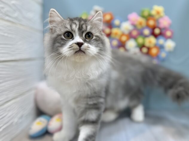 兵庫県のスコティッシュフォールド (ワンキャラット アミーゴ姫路飾磨店/2025年10月29日生まれ/男の子/ブルータビーホワイト)の子猫の4枚目の画像