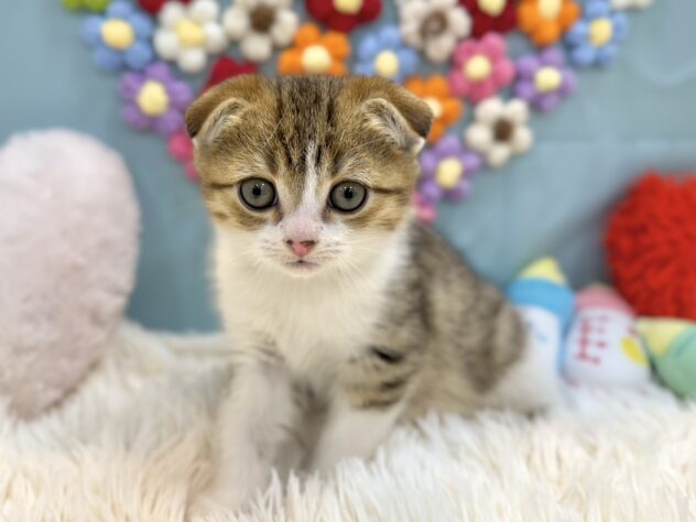 兵庫県のスコティッシュフォールド (ワンキャラット アミーゴ姫路飾磨店/2026年1月7日生まれ/男の子/ブラウンタビーホワイト)の子猫の1枚目の画像