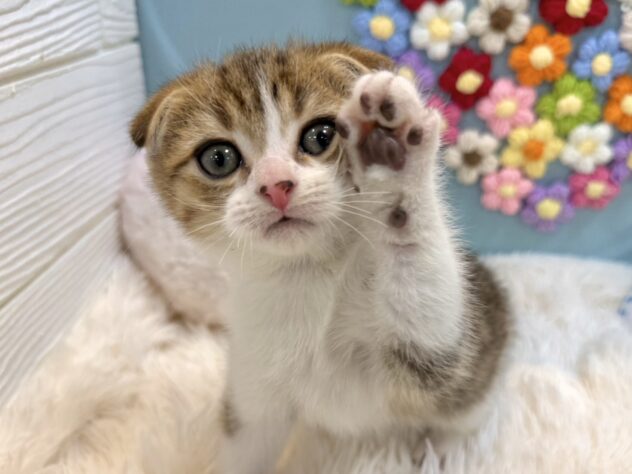 兵庫県のスコティッシュフォールド (ワンキャラット アミーゴ姫路飾磨店/2026年1月7日生まれ/男の子/ブラウンタビーホワイト)の子猫の2枚目の画像