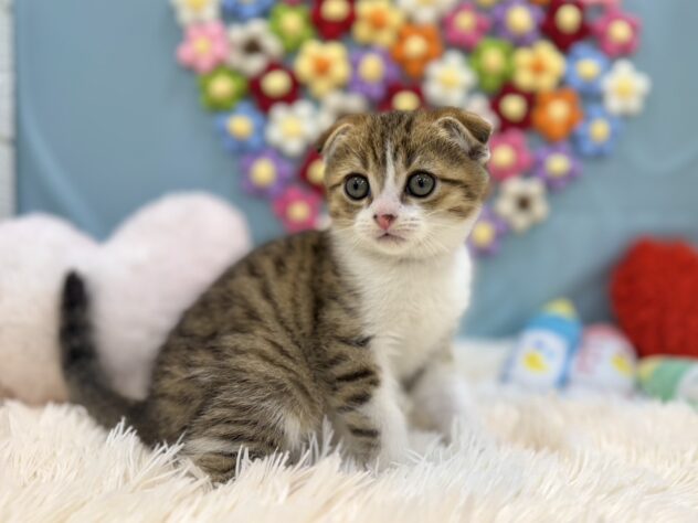 兵庫県のスコティッシュフォールド (ワンキャラット アミーゴ姫路飾磨店/2026年1月7日生まれ/男の子/ブラウンタビーホワイト)の子猫の3枚目の画像