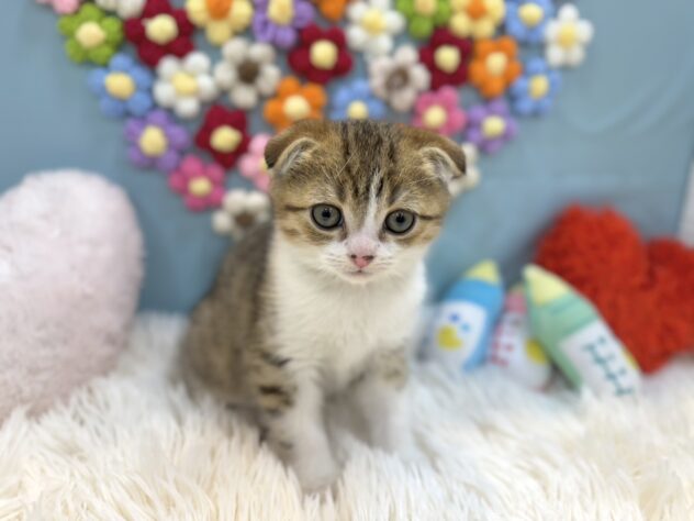 兵庫県のスコティッシュフォールド (ワンキャラット アミーゴ姫路飾磨店/2026年1月7日生まれ/男の子/ブラウンタビーホワイト)の子猫の4枚目の画像