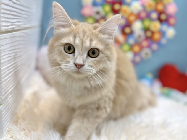 兵庫県のサイベリアン (ワンキャラット アミーゴ姫路飾磨店/2025年9月1日生まれ/女の子/クリームタビー)の子猫の1枚目の画像