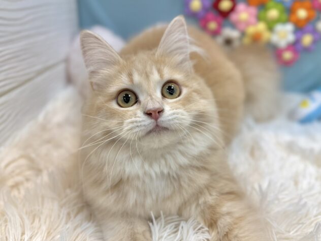 兵庫県のサイベリアン (ワンキャラット アミーゴ姫路飾磨店/2025年9月1日生まれ/女の子/クリームタビー)の子猫の3枚目の画像