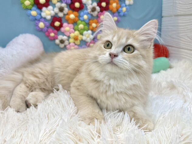 兵庫県のサイベリアン (ワンキャラット アミーゴ姫路飾磨店/2025年9月1日生まれ/女の子/クリームタビー)の子猫の4枚目の画像