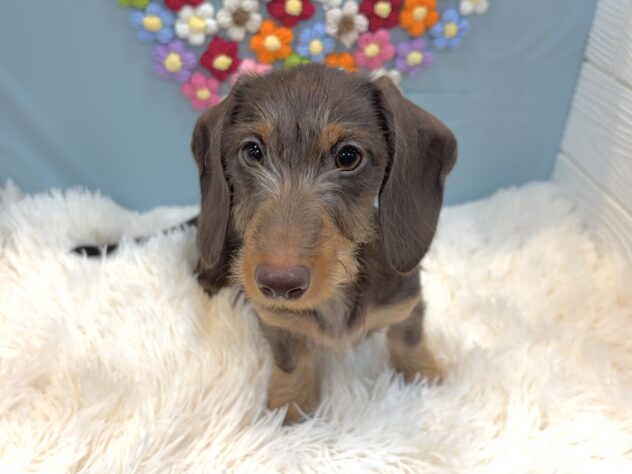兵庫県のミニチュアダックスフンド(ロング) (ワンキャラット アミーゴ姫路飾磨店/2025年10月24日生まれ/女の子/チョコレートタン)の子犬の2枚目の画像