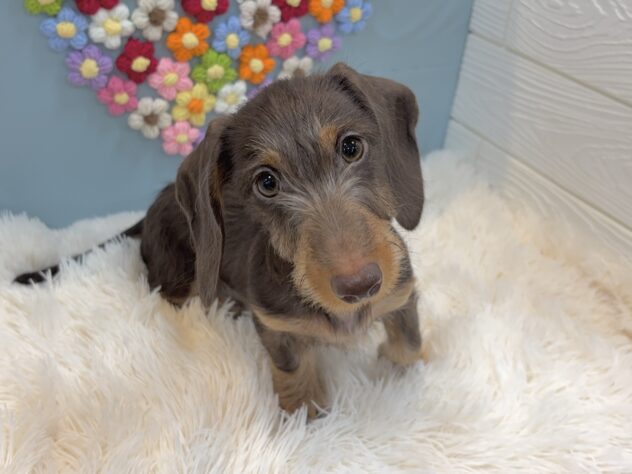兵庫県のミニチュアダックスフンド(ロング) (ワンキャラット アミーゴ姫路飾磨店/2025年10月24日生まれ/女の子/チョコレートタン)の子犬の1枚目の画像