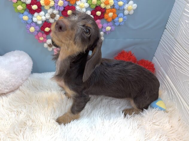 兵庫県のミニチュアダックスフンド(ロング) (ワンキャラット アミーゴ姫路飾磨店/2025年10月24日生まれ/女の子/チョコレートタン)の子犬の3枚目の画像