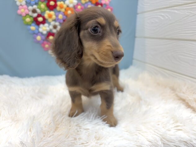 兵庫県のミニチュアダックスフンド(ロング) (ワンキャラット アミーゴ姫路飾磨店/2026年1月3日生まれ/女の子/チョコレートタン)の子犬の4枚目の画像