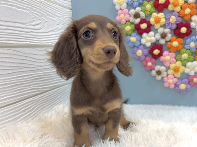 兵庫県のミニチュアダックスフンド(ロング) (ワンキャラット アミーゴ姫路飾磨店/2026年1月3日生まれ/女の子/チョコレートタン)の子犬の1枚目の画像