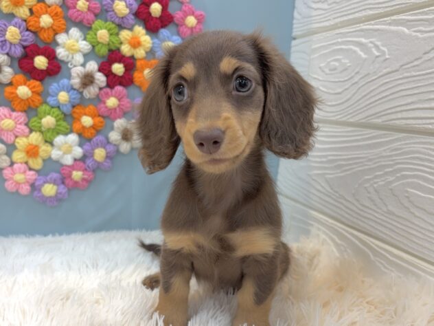 兵庫県のミニチュアダックスフンド(ロング) (ワンキャラット アミーゴ姫路飾磨店/2026年1月3日生まれ/女の子/チョコレートタン)の子犬の3枚目の画像
