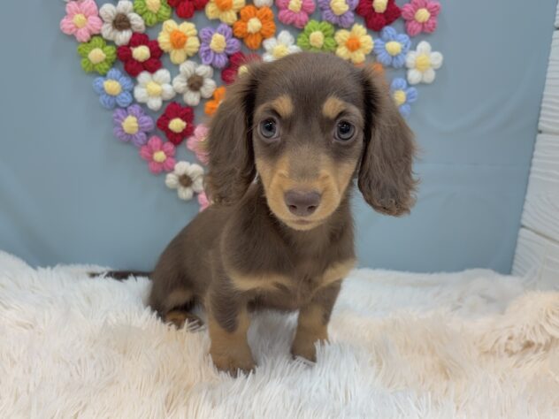 兵庫県のミニチュアダックスフンド(ロング) (ワンキャラット アミーゴ姫路飾磨店/2026年1月3日生まれ/女の子/チョコレートタン)の子犬の2枚目の画像