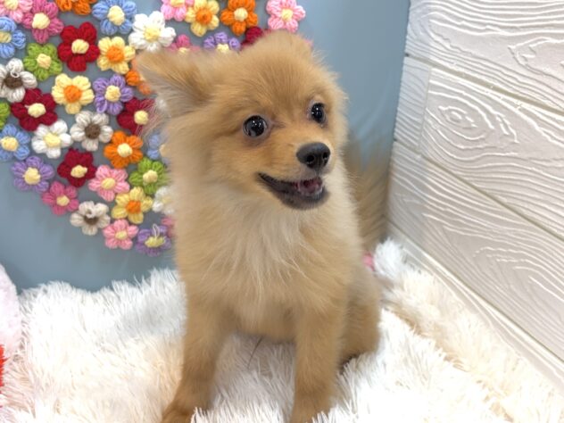 兵庫県のポメラニアン (ワンキャラット アミーゴ姫路飾磨店/2025年9月28日生まれ/男の子/オレンジ)の子犬の1枚目の画像