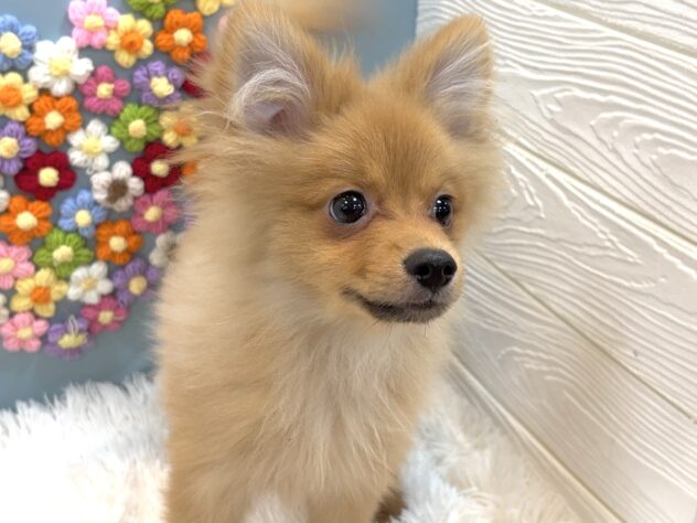 兵庫県のポメラニアン (ワンキャラット アミーゴ姫路飾磨店/2025年9月28日生まれ/男の子/オレンジ)の子犬の4枚目の画像