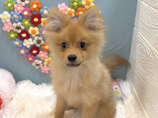 兵庫県のポメラニアン (ワンキャラット アミーゴ姫路飾磨店/2025年9月28日生まれ/男の子/オレンジ)の子犬の3枚目の画像