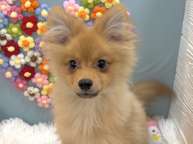 兵庫県のポメラニアン (ワンキャラット アミーゴ姫路飾磨店/2025年9月28日生まれ/男の子/オレンジ)の子犬の1枚目の画像