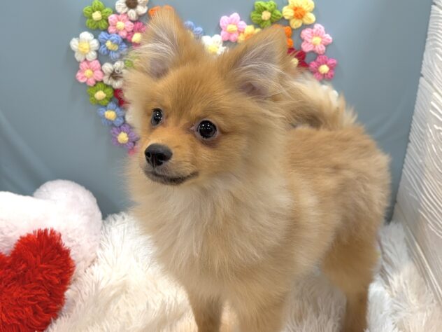 兵庫県のポメラニアン (ワンキャラット アミーゴ姫路飾磨店/2025年9月28日生まれ/男の子/オレンジ)の子犬の4枚目の画像