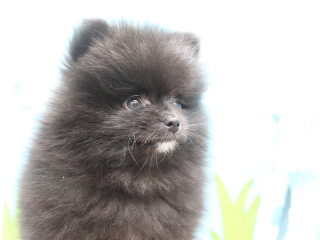 愛媛県のポメラニアン (アミーゴ今治店/2026年1月2日生まれ/男の子/ブラック)の子犬の2枚目の画像