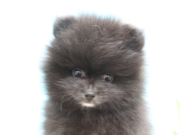 愛媛県のポメラニアン (アミーゴ今治店/2026年1月2日生まれ/男の子/ブラック)の子犬の1枚目の画像