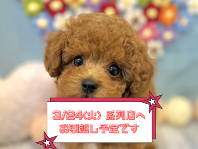 兵庫県のトイプードル(トイ) (ワンキャラット アミーゴ姫路飾磨店/2025年12月17日生まれ/男の子/レッドフォーン)の子犬の1枚目の画像