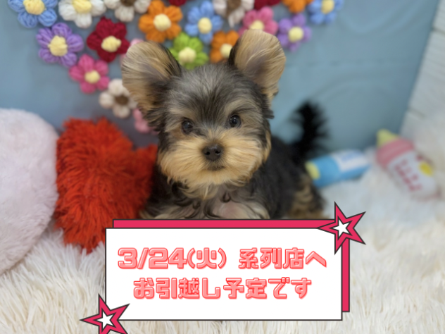 兵庫県のヨークシャーテリア (ワンキャラット アミーゴ姫路飾磨店/2025年12月12日生まれ/男の子/スチールブルータン)の子犬の1枚目の画像