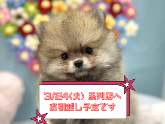 兵庫県のポメラニアン (ワンキャラット アミーゴ姫路飾磨店/2025年12月19日生まれ/男の子/ウルフセーブル)の子犬の1枚目の画像
