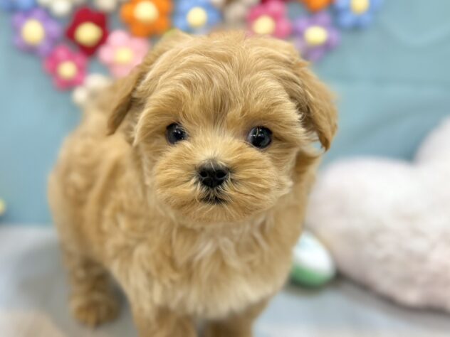 兵庫県のマルプー(マルチーズ×プードル) (ワンキャラット アミーゴ姫路飾磨店/2026年1月23日生まれ/女の子/クリーム)の子犬の1枚目の画像